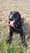 Pottawatomie County Sheriff's Office K9 Elvis Dies After Cancer Battle